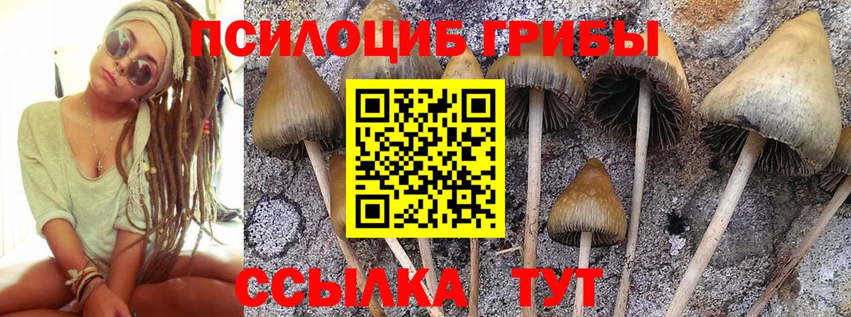 Псилоцибиновые грибы Cubensis  Псилоцибиновые грибы Psilocybine cubensis  Саранск 